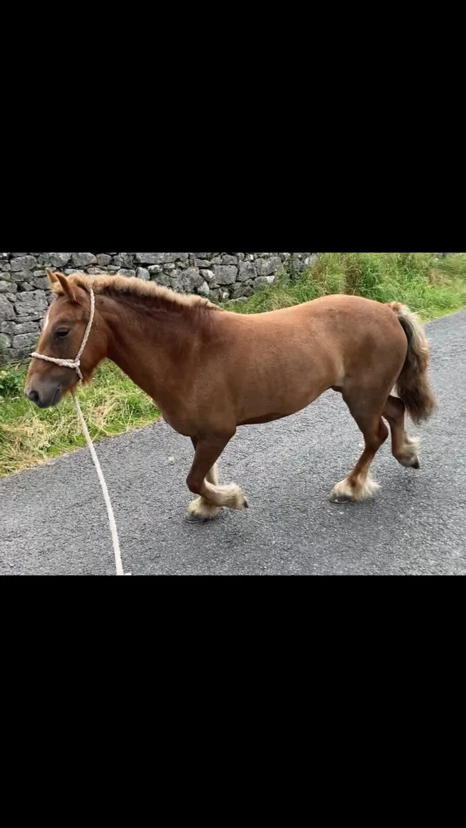 123cm ride and drive 5yo mare - Image 1