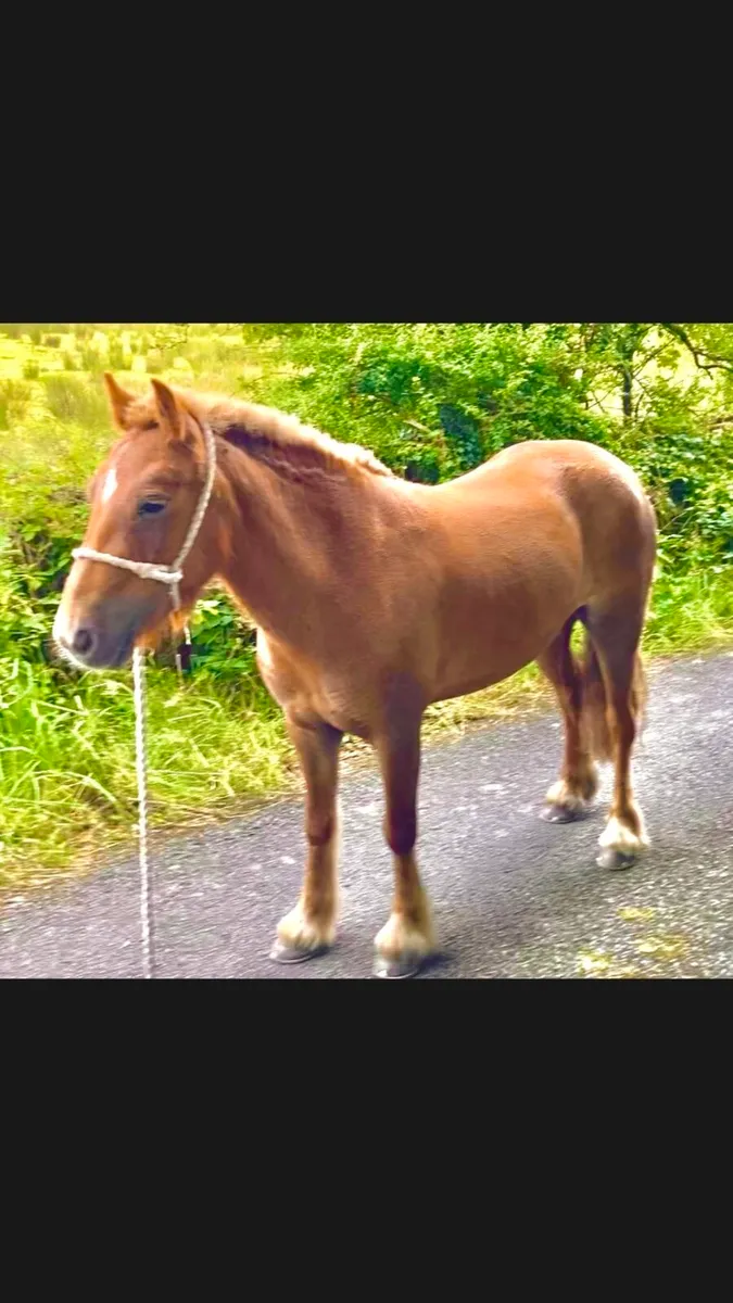 123cm ride and drive 5yo mare - Image 3