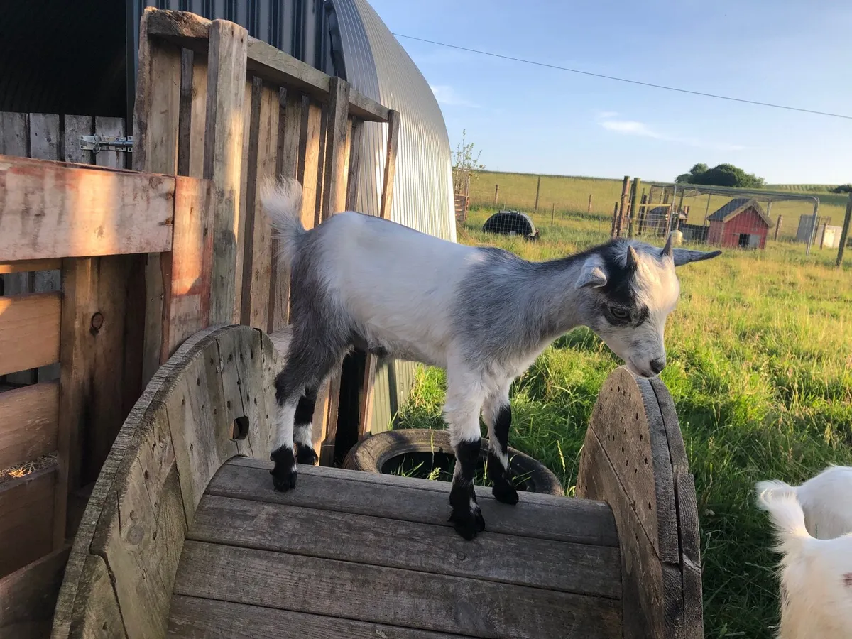 Pygmy Goat Kids - Image 4