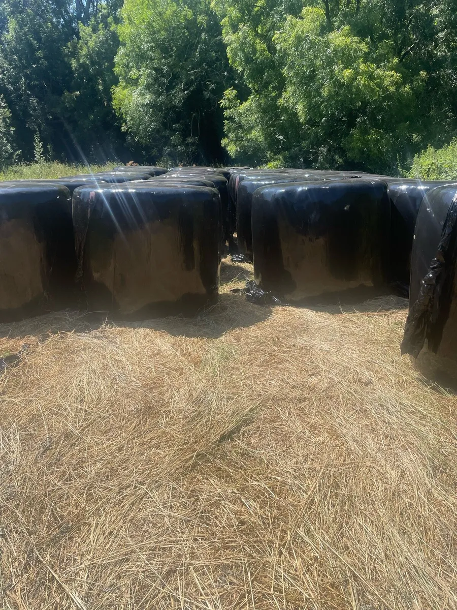 Bales,Meadow,Dry Cow feed - Image 4