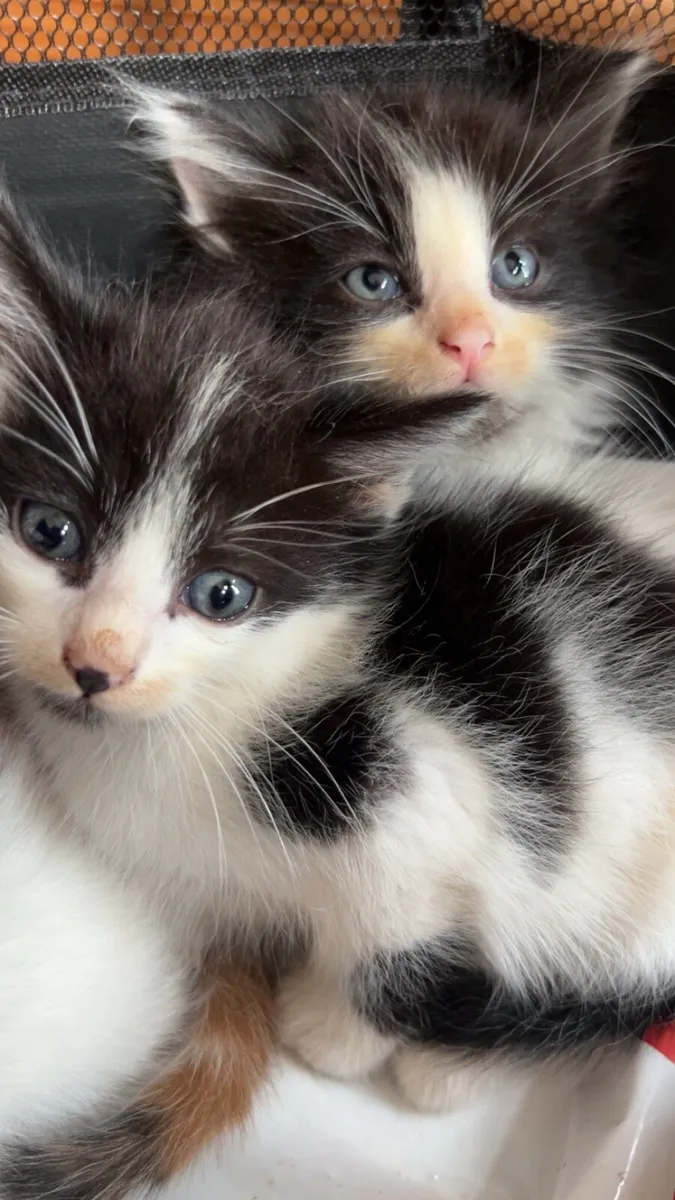 Gorgeous Fluffy Kittens (1 MALE LEFT) - Image 2