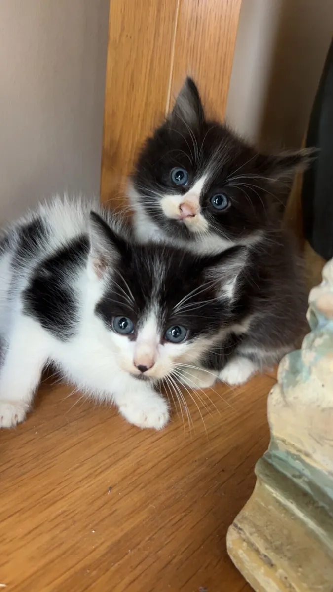 Gorgeous Fluffy Kittens (1 MALE LEFT) - Image 3