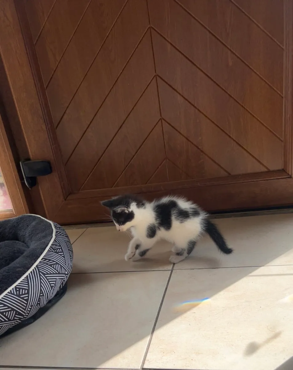 Gorgeous Fluffy Kittens (1 MALE LEFT) - Image 2