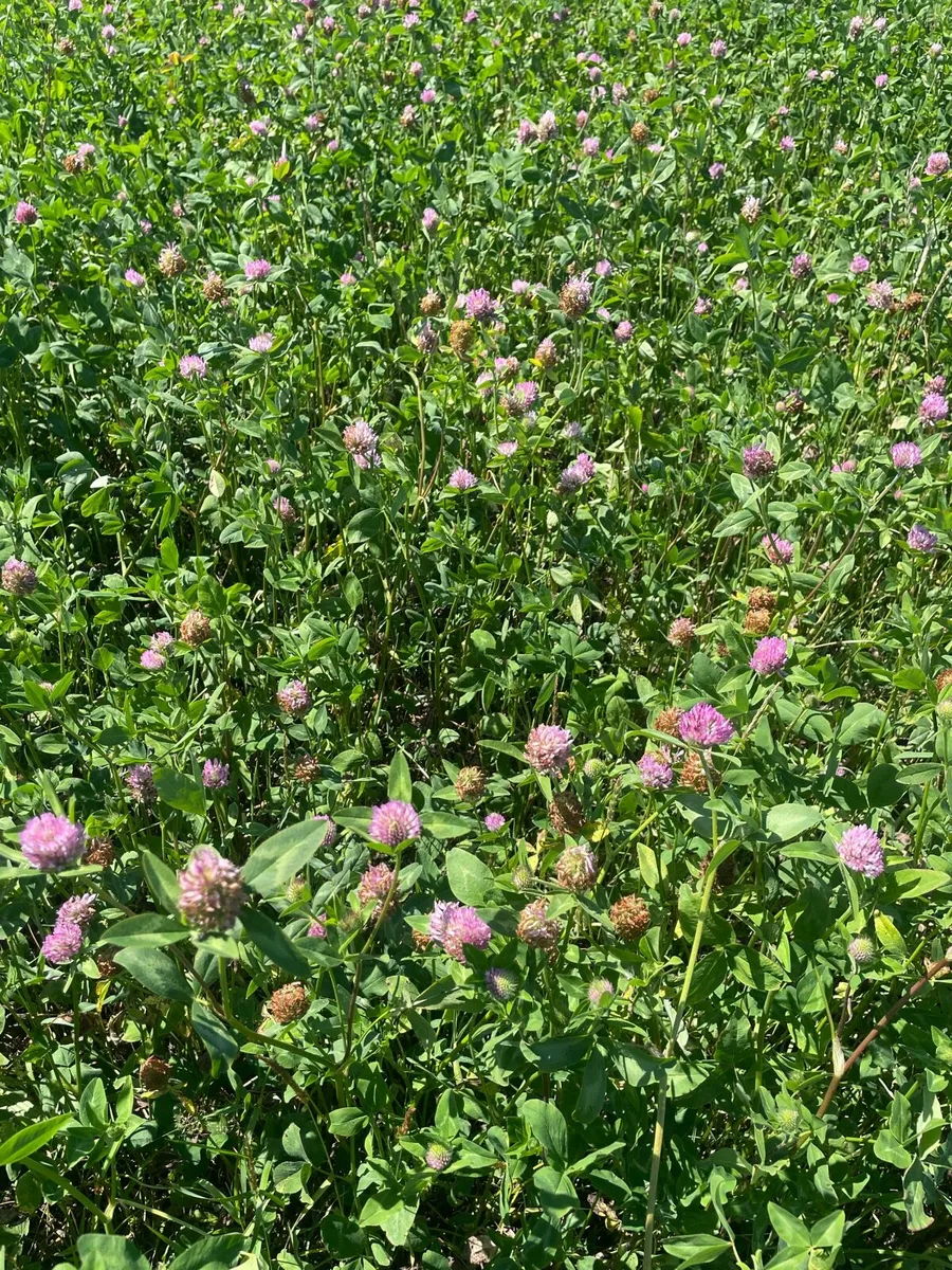 Red clover