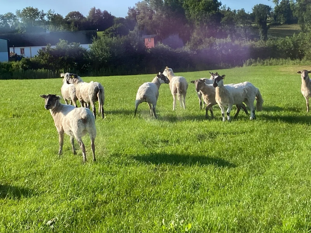 17 super Ewe Hoggets - Image 1