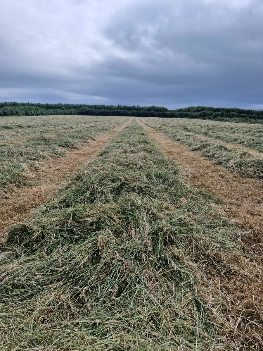 Hay - Image 1