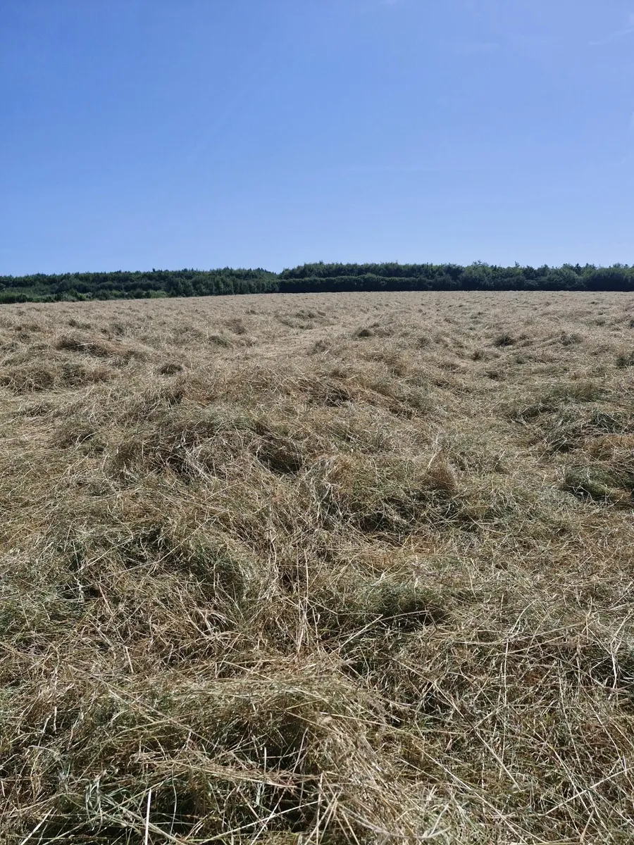 Hay - Image 2