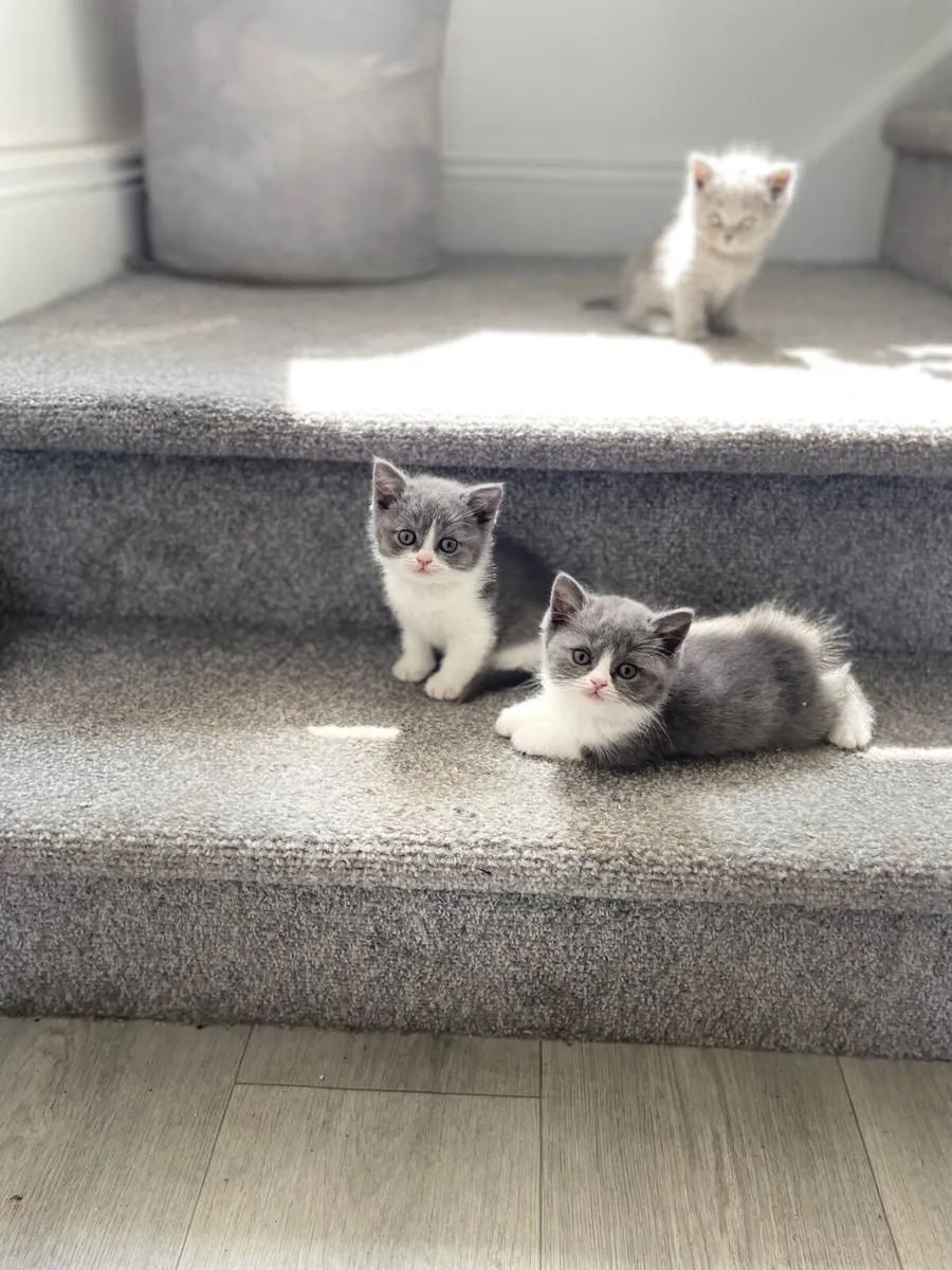 British Shorthair Kittens - Image 4