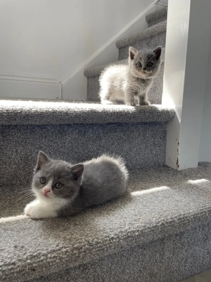 British Shorthair Kittens - Image 2