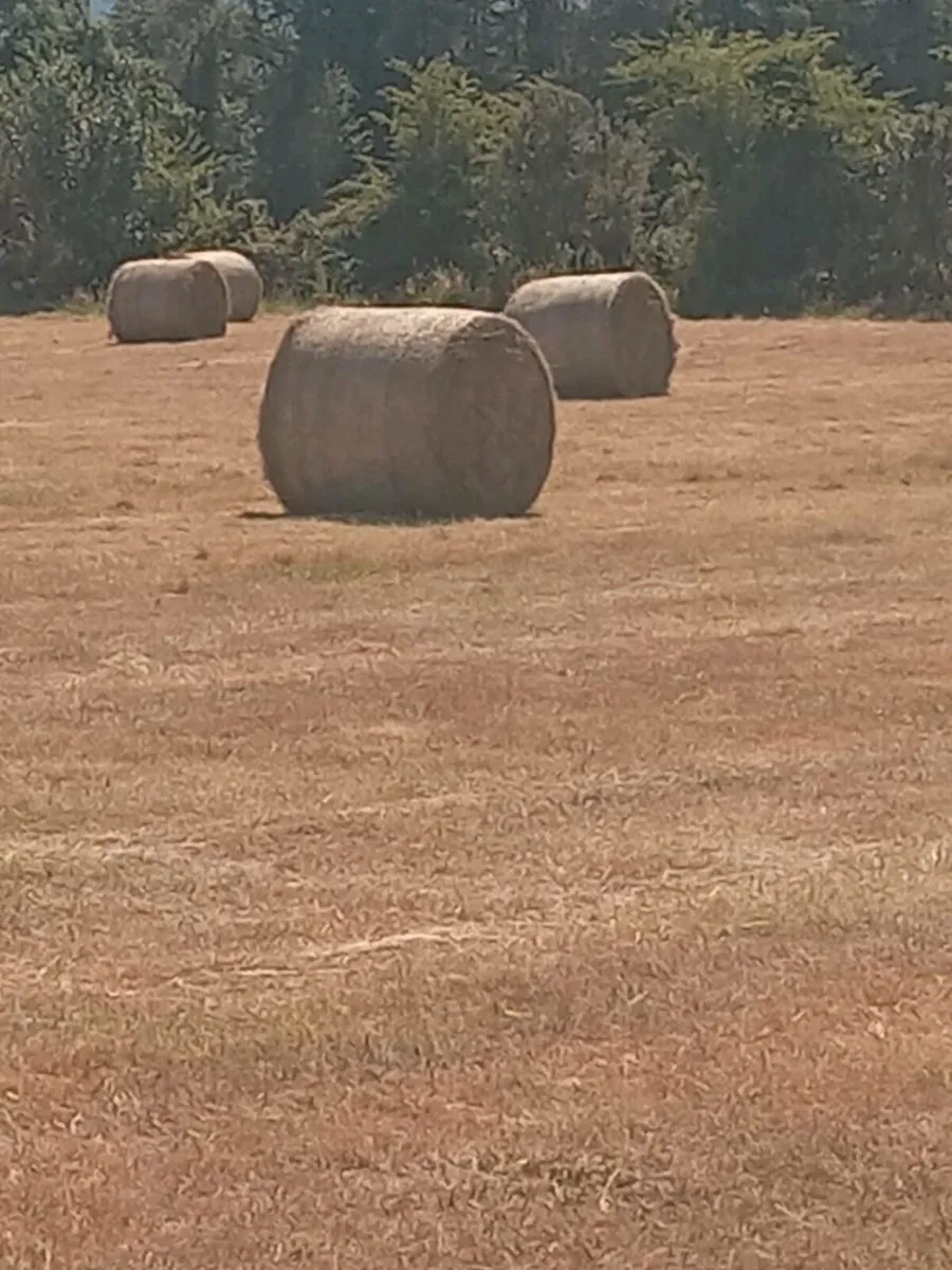 Hay - Image 1