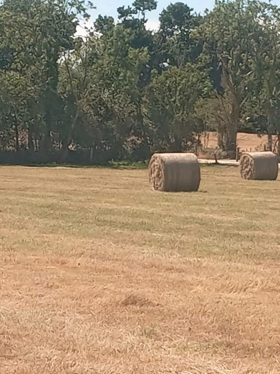 Hay - Image 2