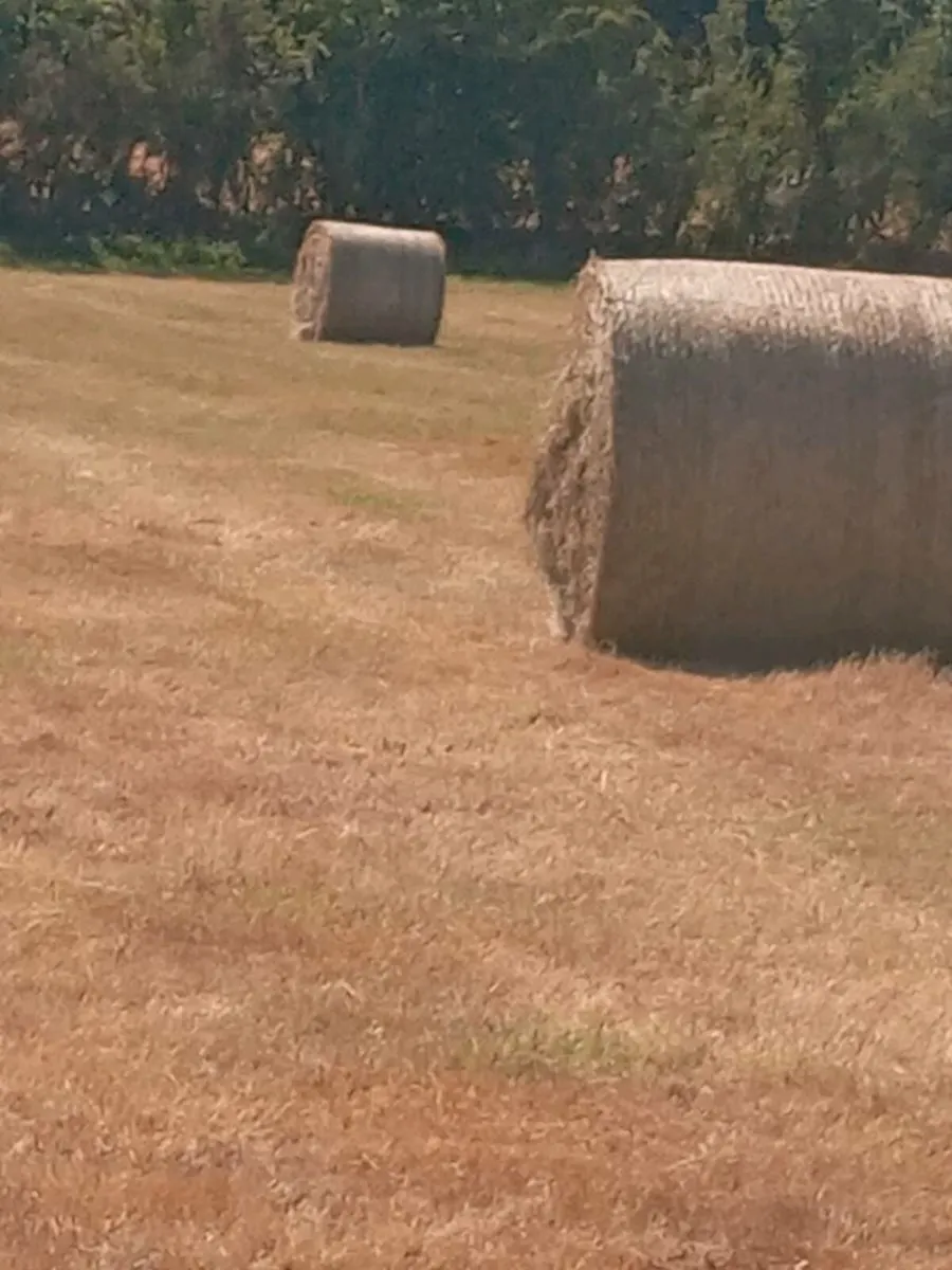 Hay - Image 3