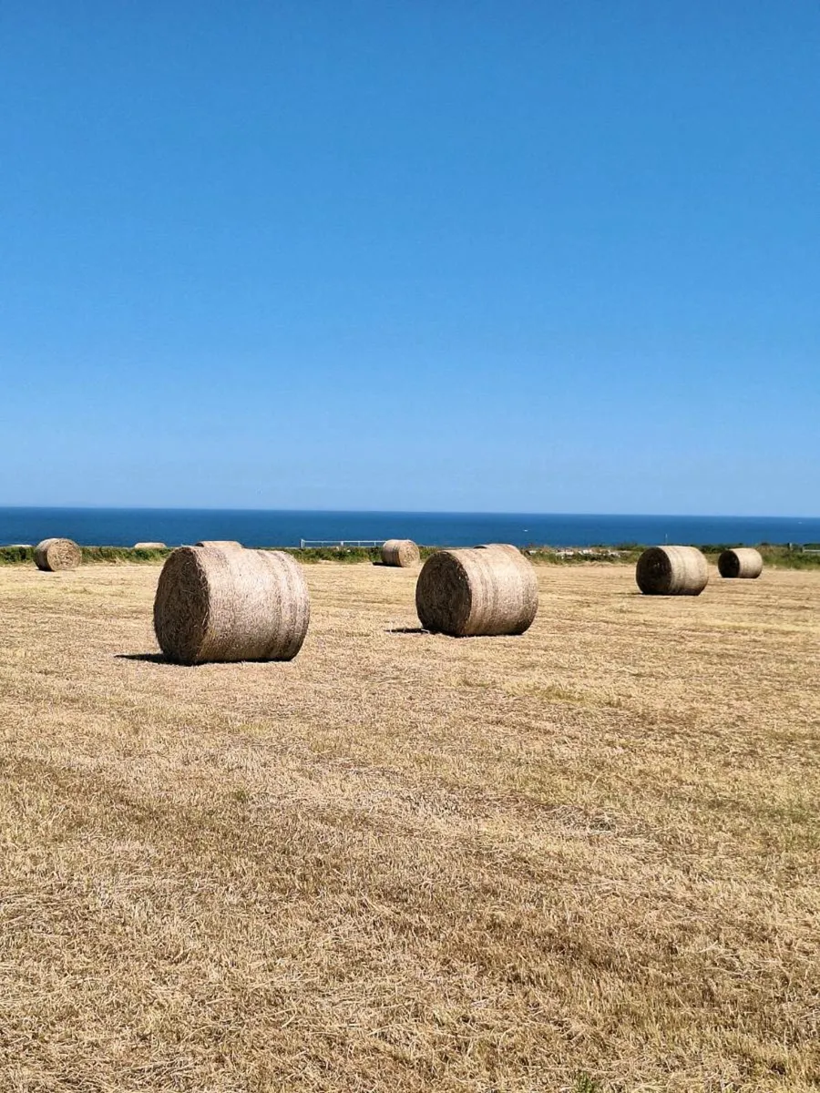Hay