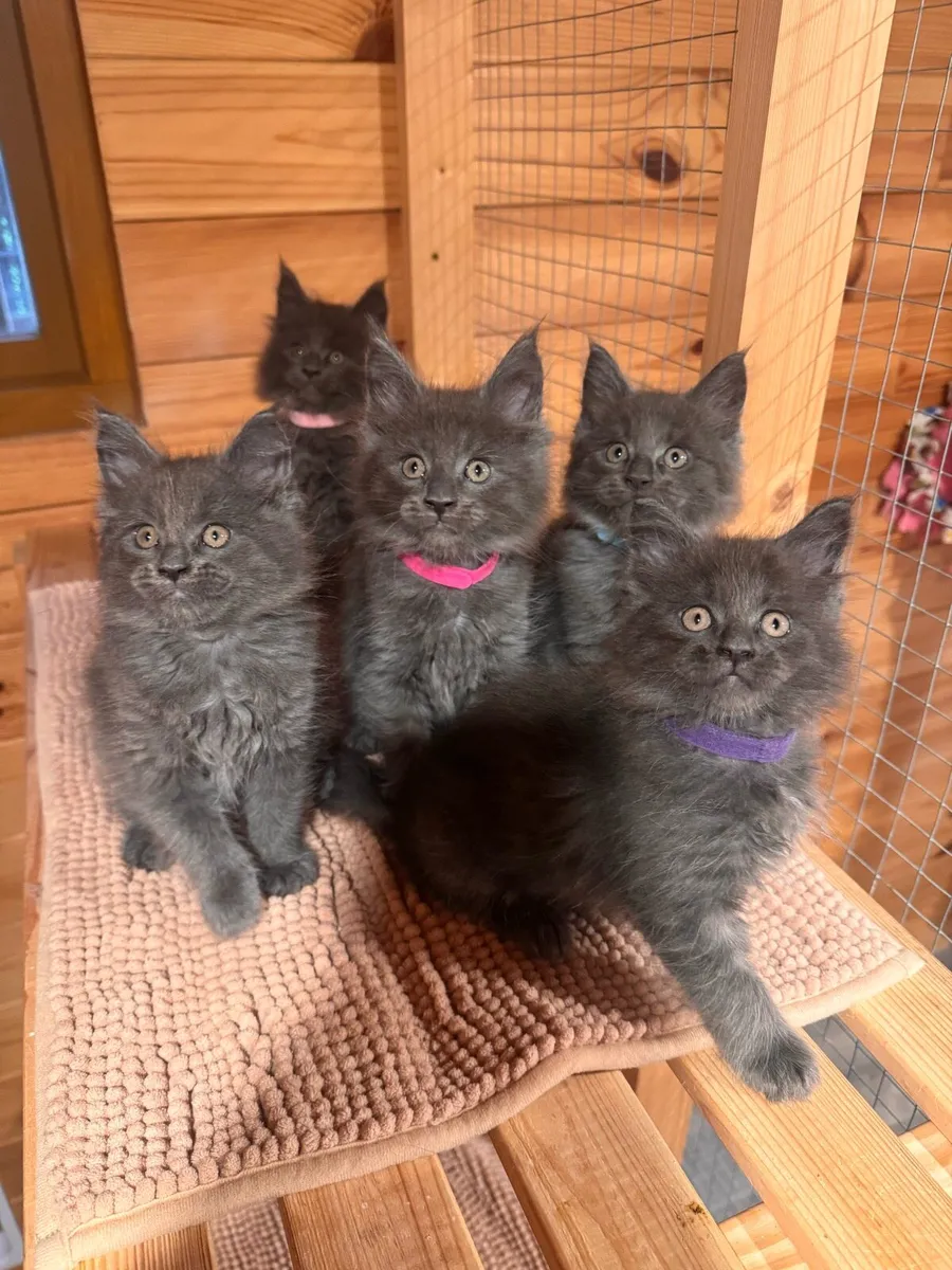 TICA Blue Smoke Maine Coon - DELIVERY AVAILABLE - Image 1