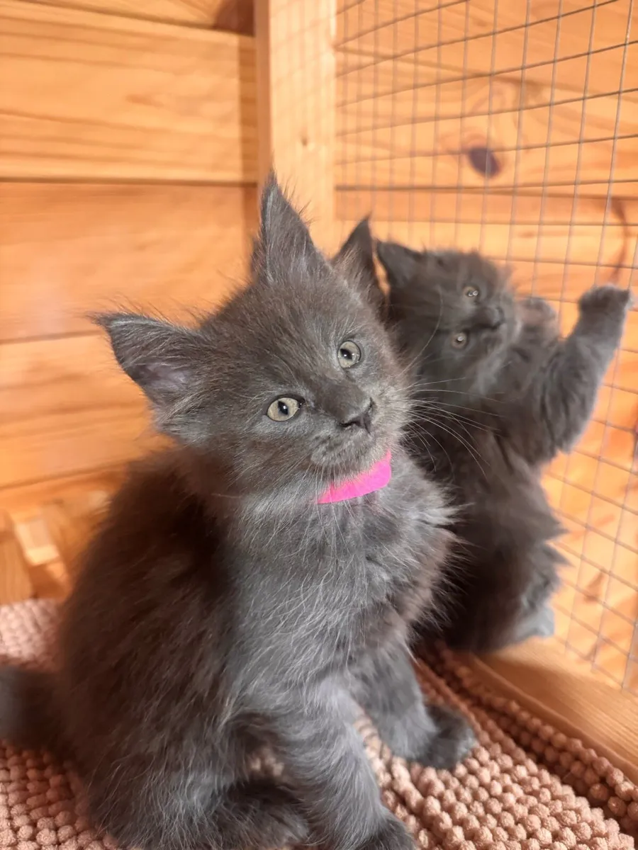 TICA Blue Smoke Maine Coon - DELIVERY AVAILABLE - Image 2