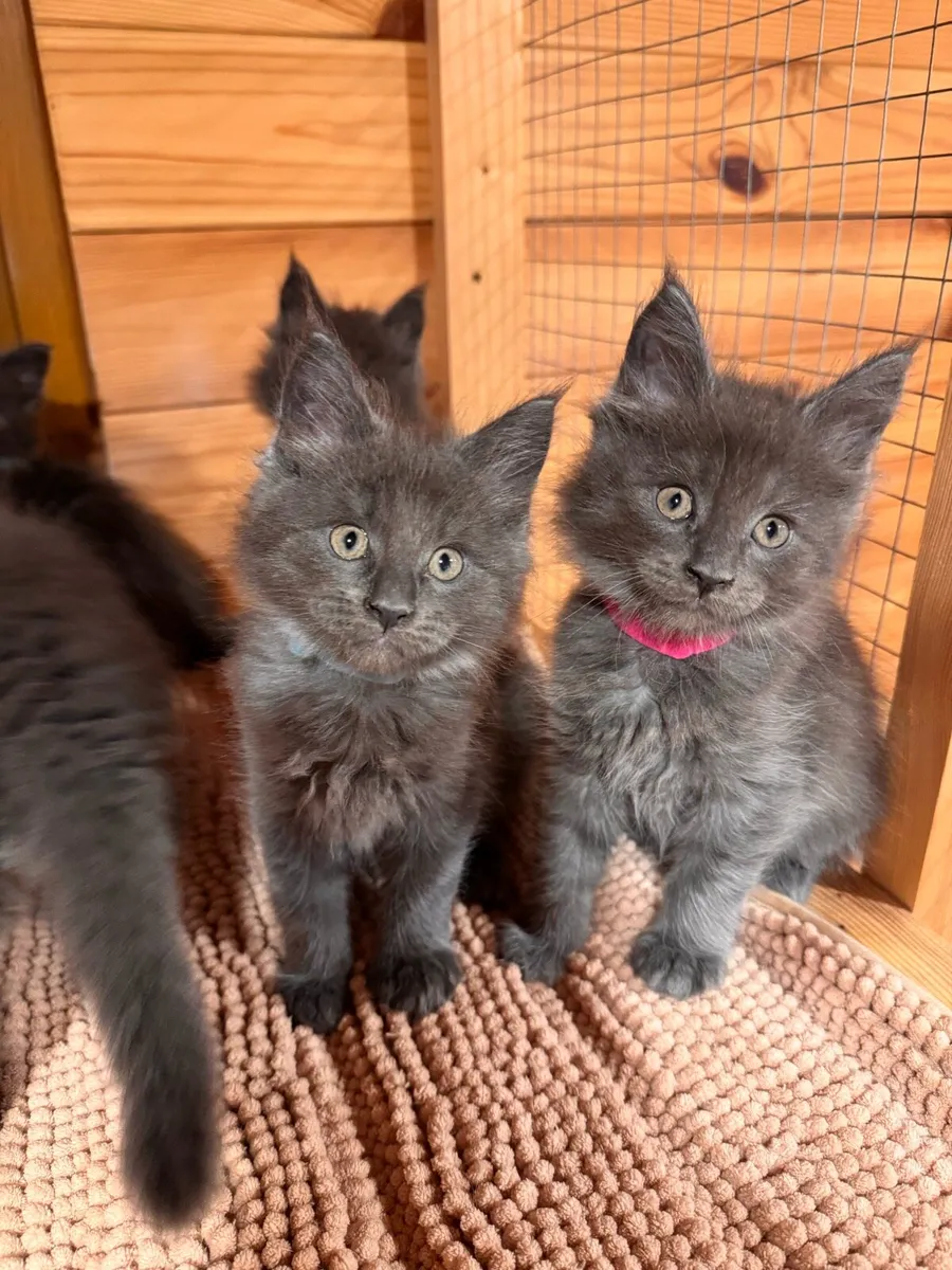 TICA Blue Smoke Maine Coon - DELIVERY AVAILABLE - Image 3