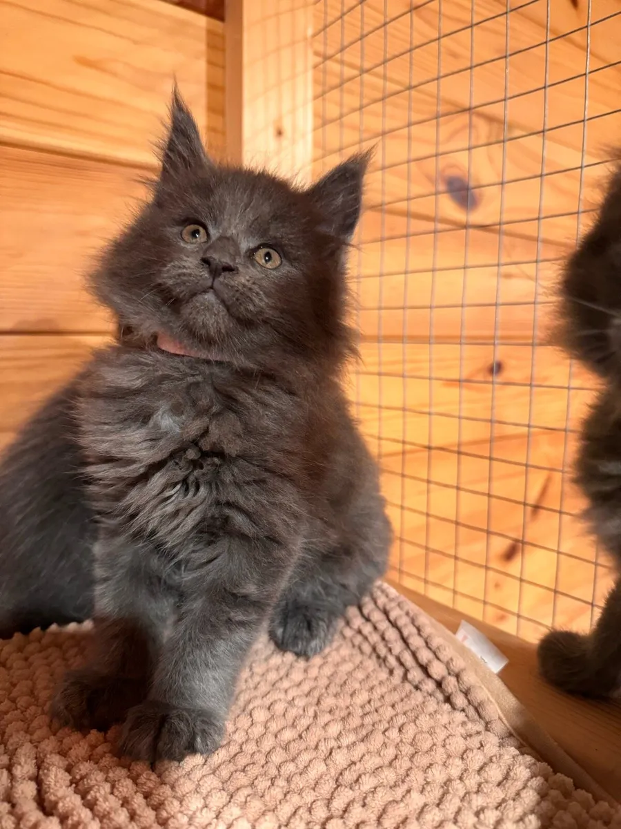 TICA Blue Smoke Maine Coon - DELIVERY AVAILABLE - Image 4