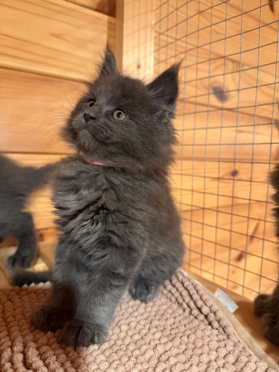 TICA Blue Smoke Maine Coon - DELIVERY AVAILABLE - Image 4