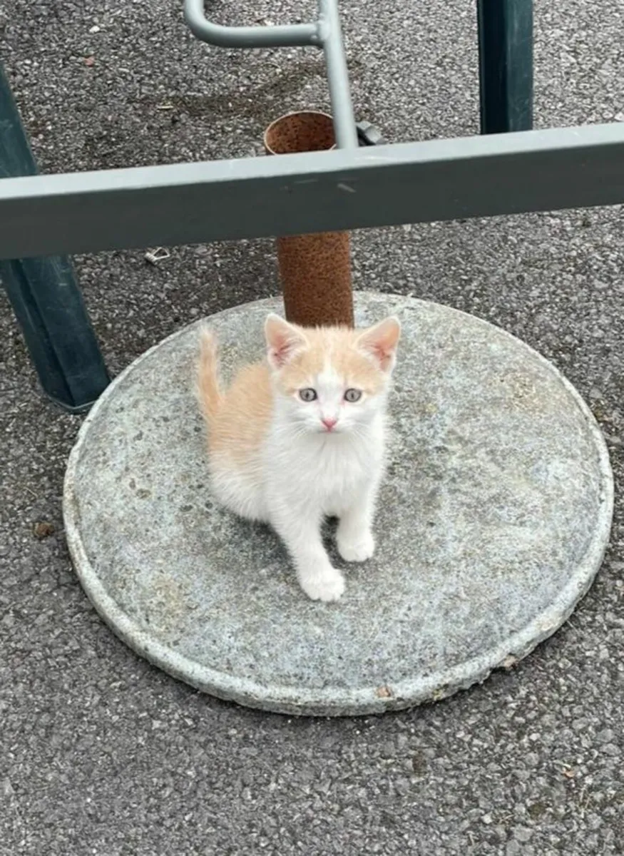 Beautiful kittens free to good home - Image 4