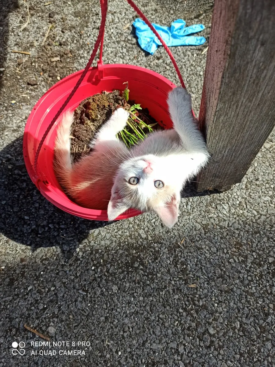 Beautiful kittens free to good home - Image 1