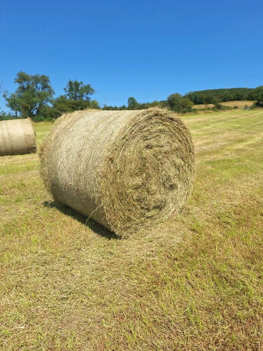 Top quality Hay