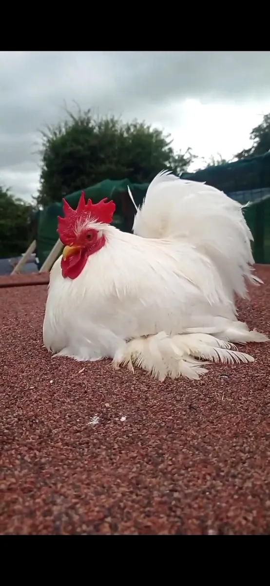 Pekin pair - Image 1