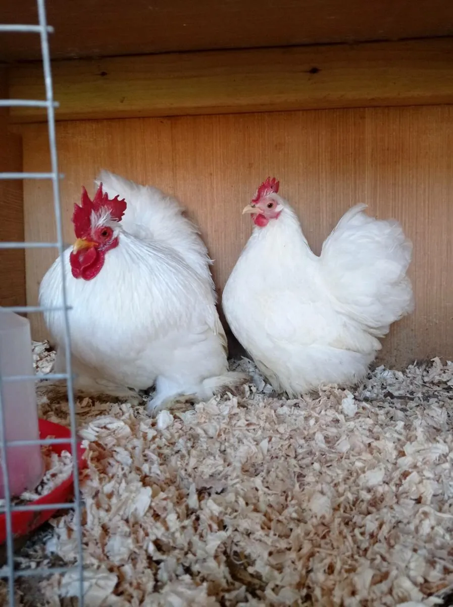 Pekin pair - Image 2