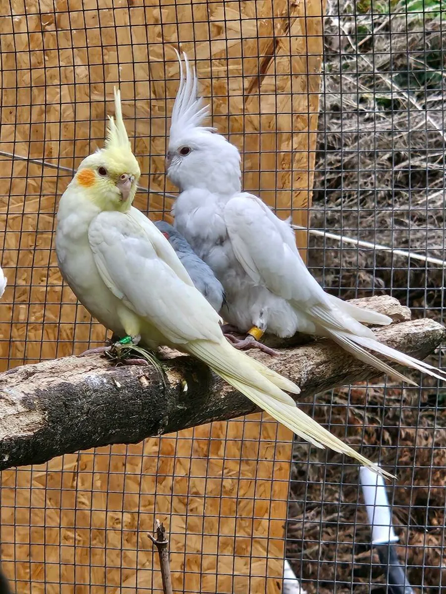 kakariki  Cocktails budgies diamond dove - Image 1
