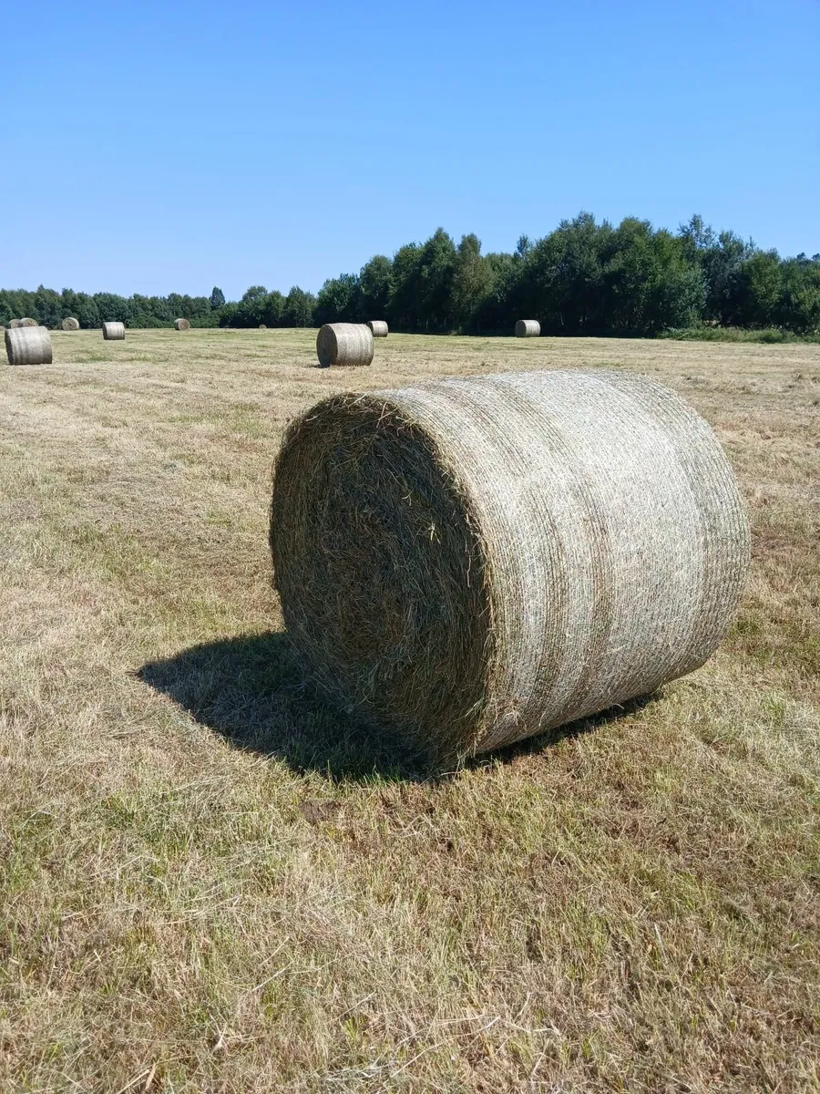 Hay - Image 1