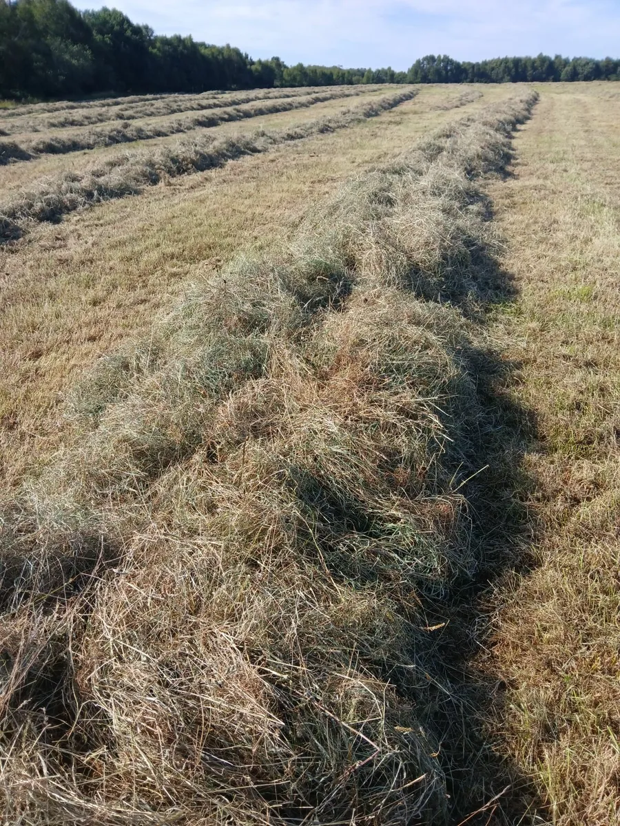 Hay - Image 2