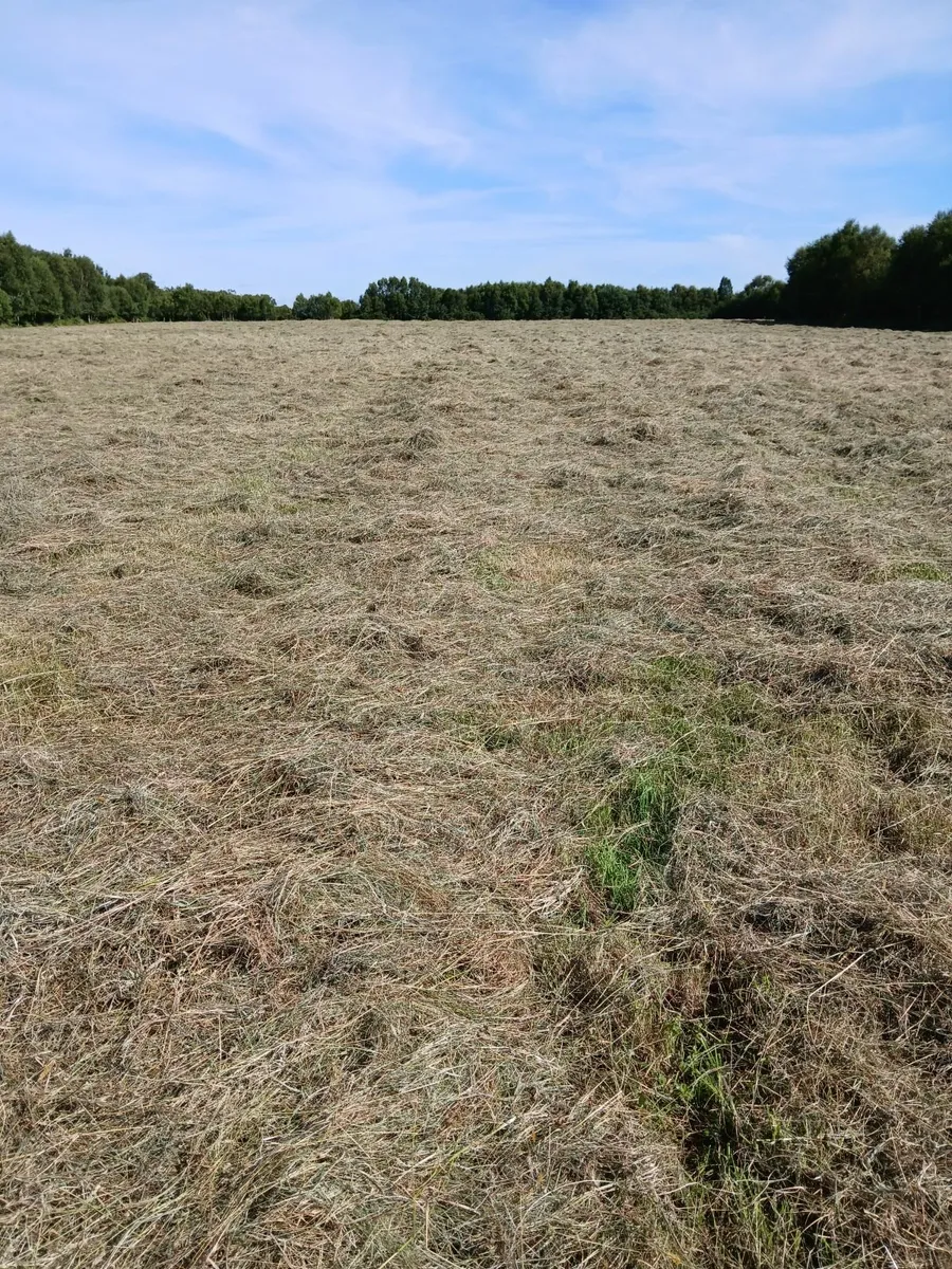Hay - Image 3