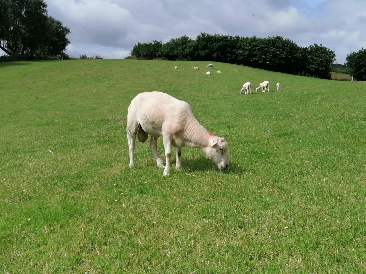 Easycare rams - Image 1