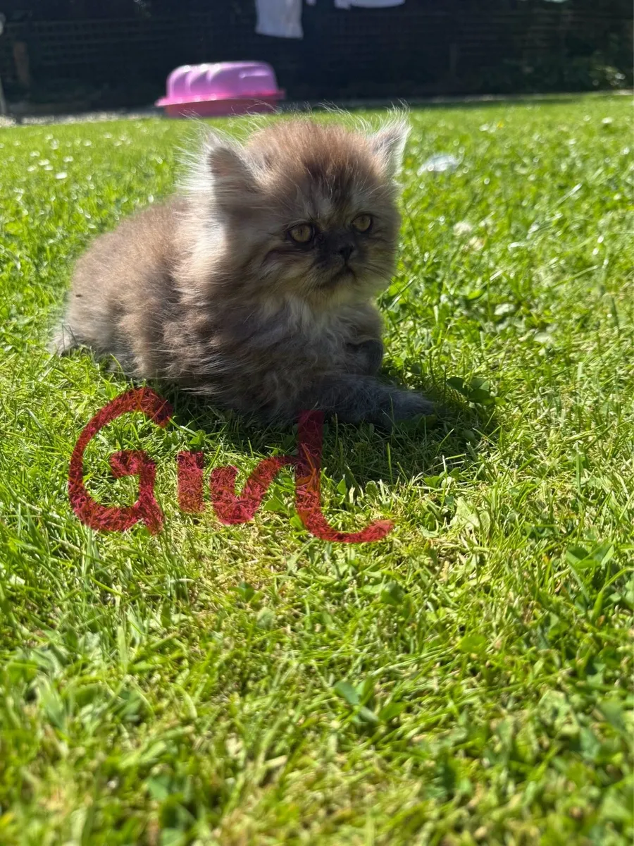 Persian Kittens - Image 1