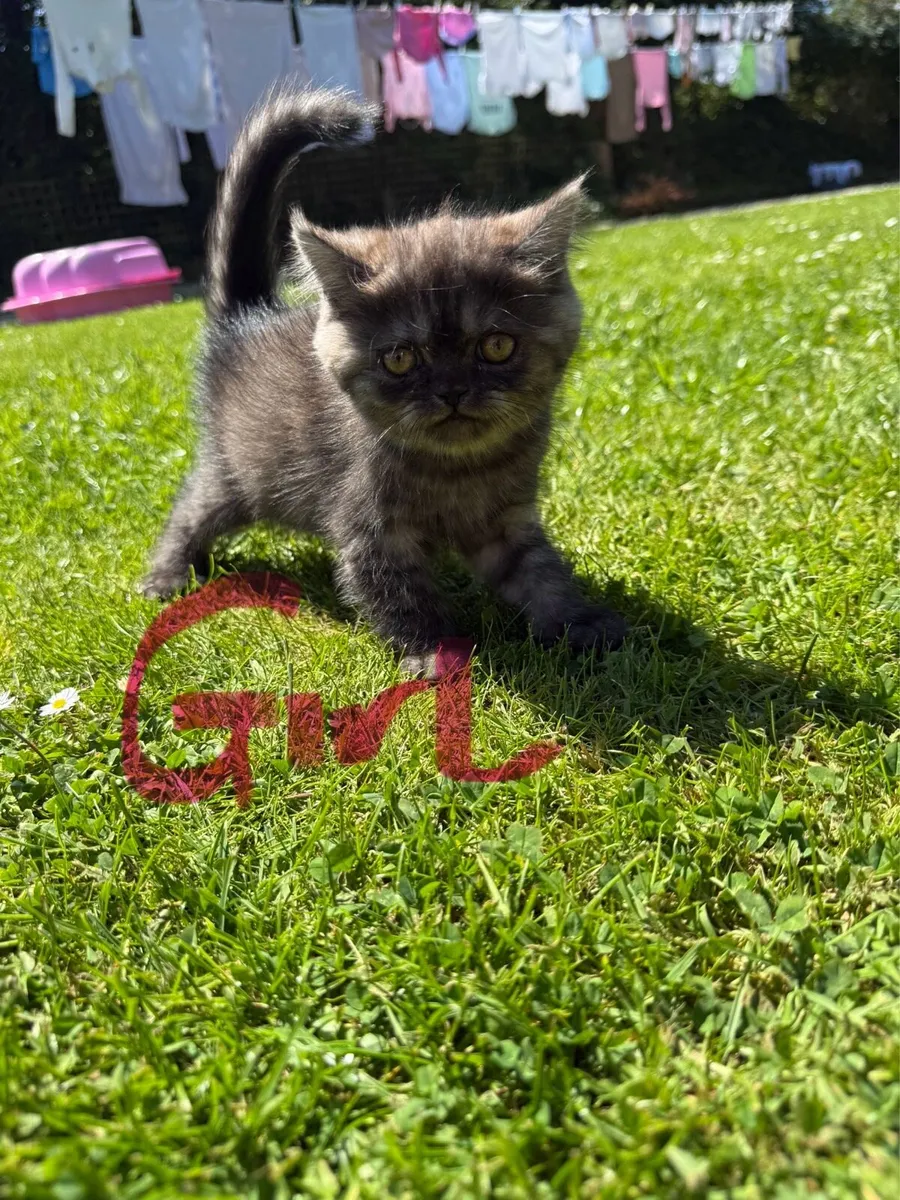 Persian Kittens - Image 2