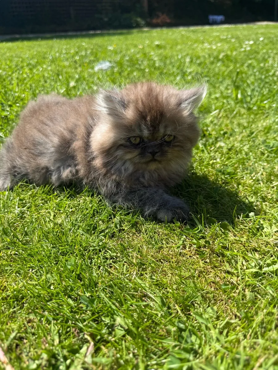 Persian Kittens - Image 3