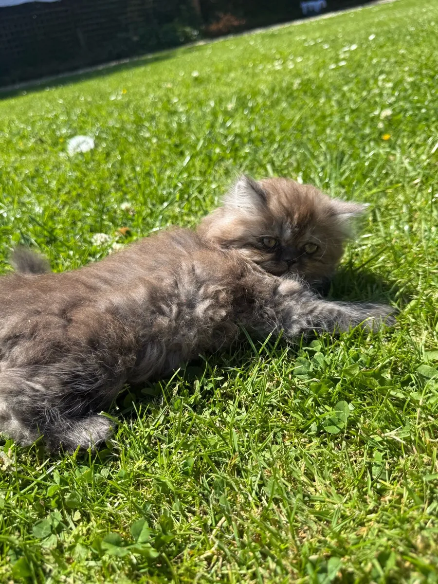 Persian Kittens - Image 4