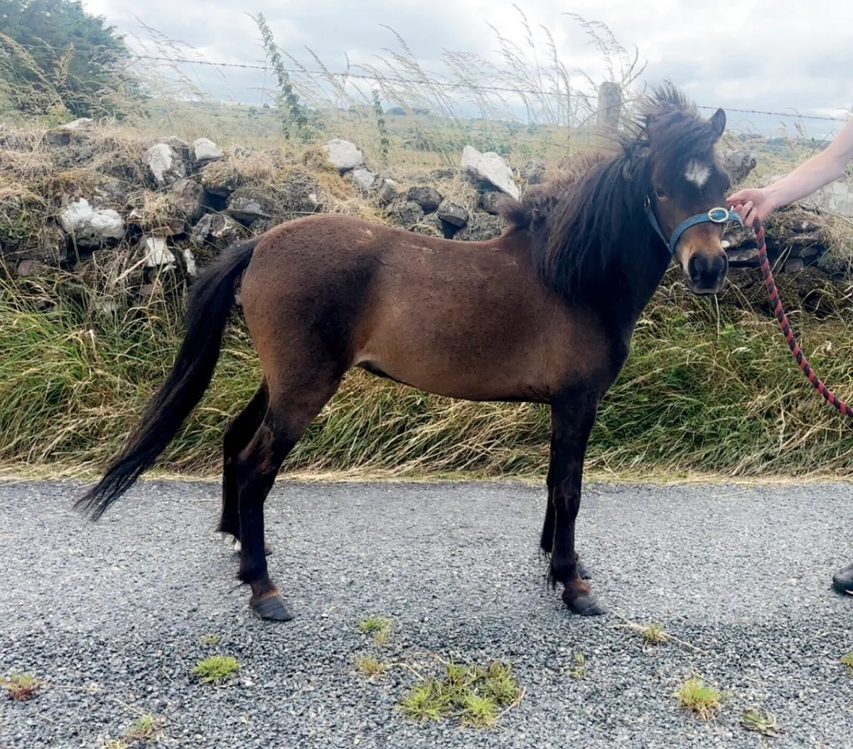 Small pony - Image 2