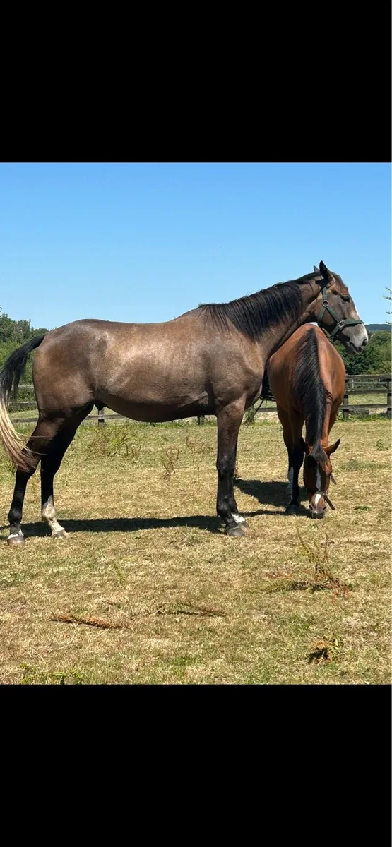 3yo Thoroughbred Success Days - Image 1