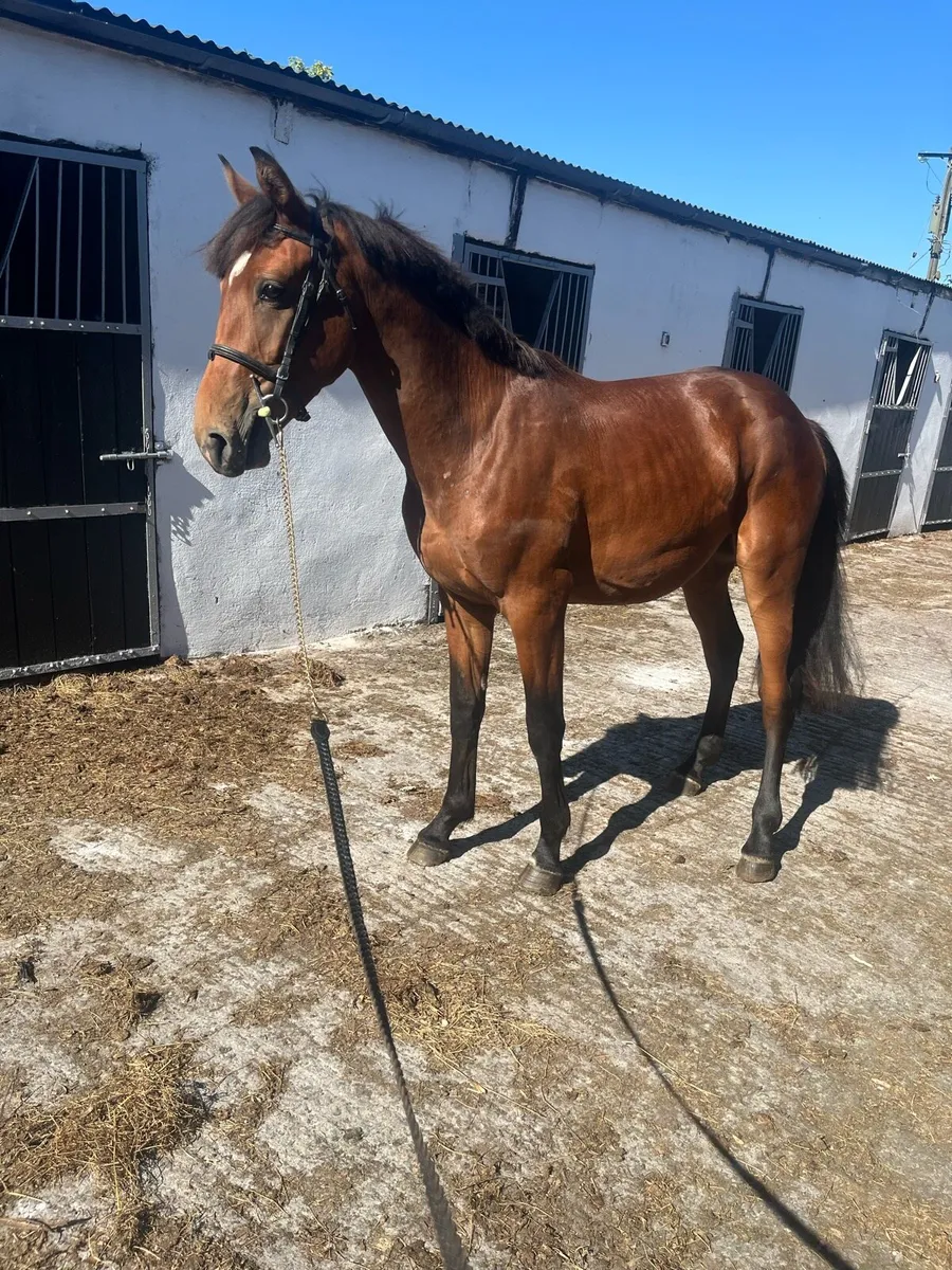 3 year old gelding - Image 1
