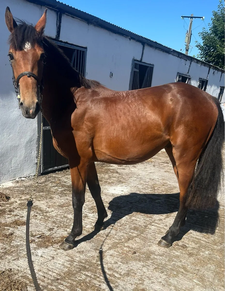 3 year old gelding - Image 2