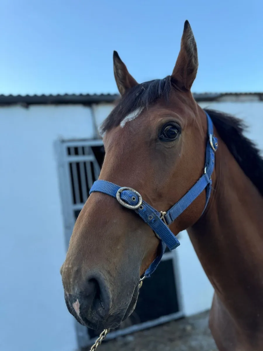 3 year old gelding - Image 3
