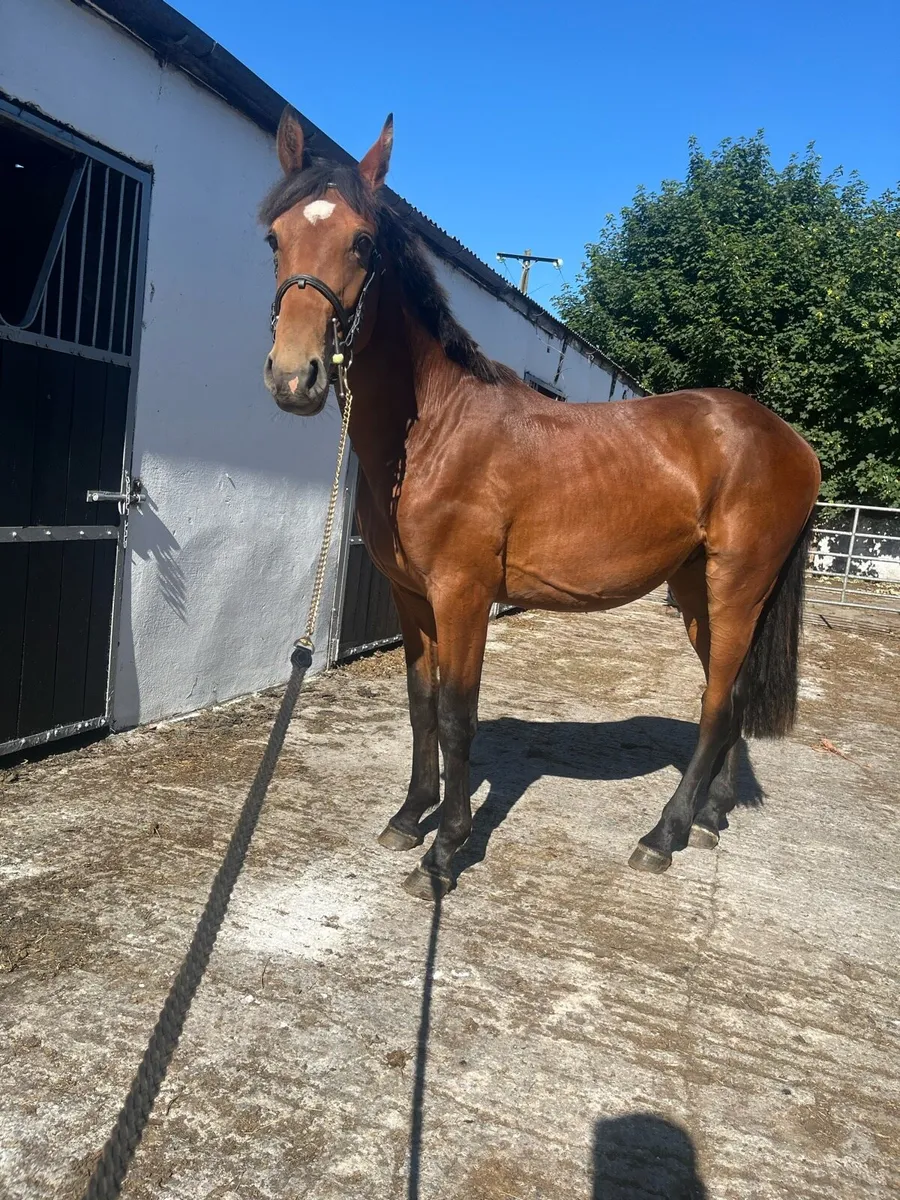 3 year old gelding - Image 4