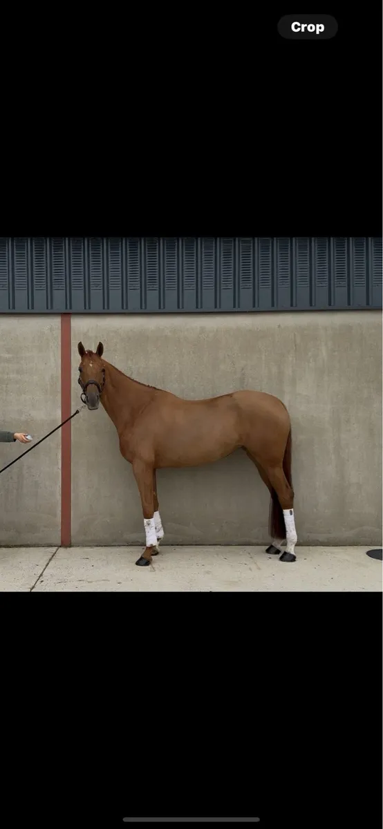 16.1h 5 year old jumping/ eventing/ dressage - Image 2