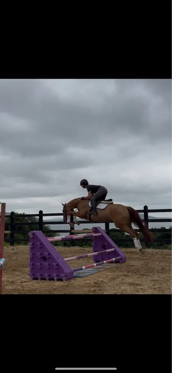 16.1h 5 year old jumping/ eventing/ dressage - Image 1