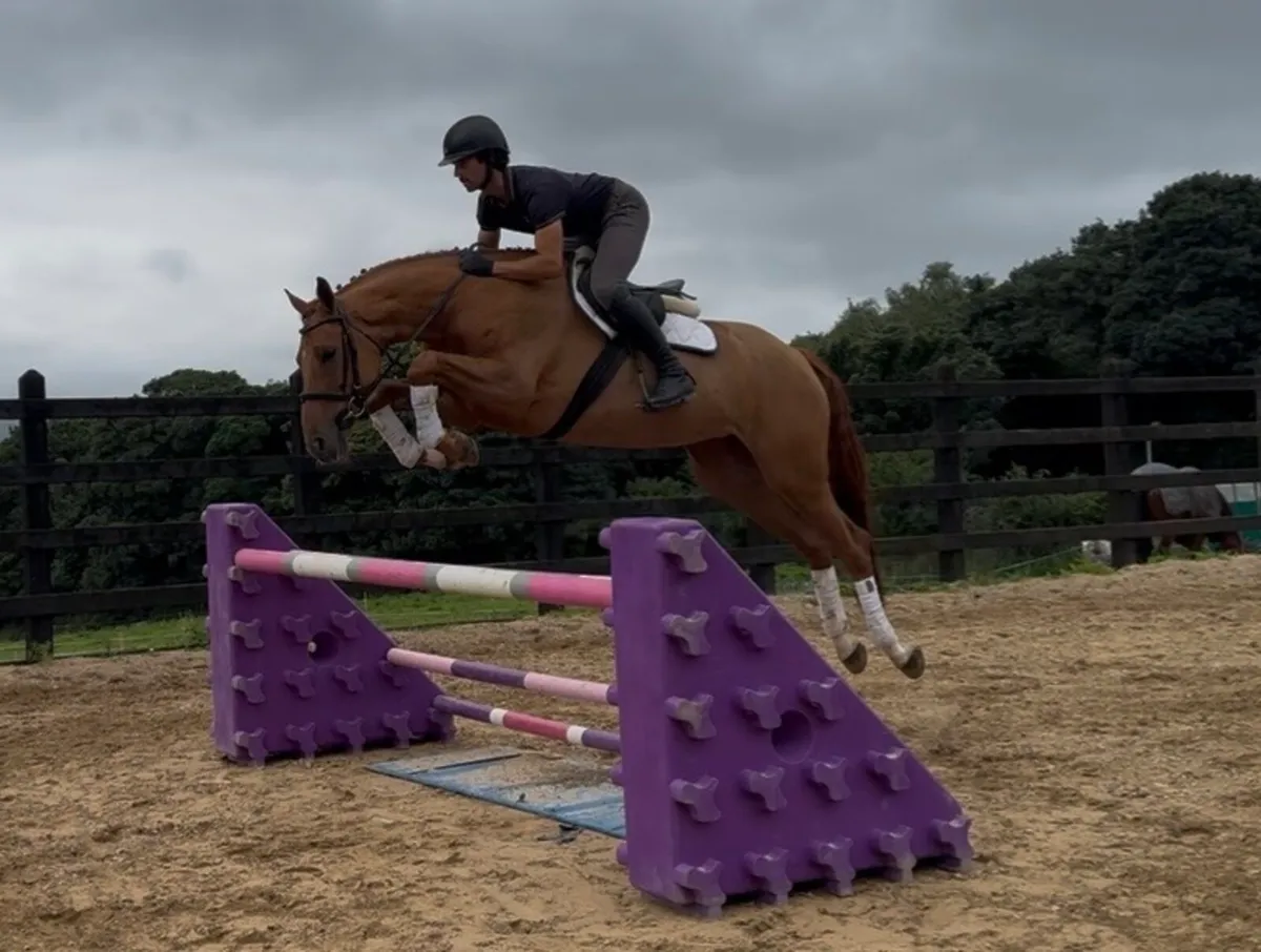 16.1h 5 year old jumping/ eventing/ dressage - Image 3