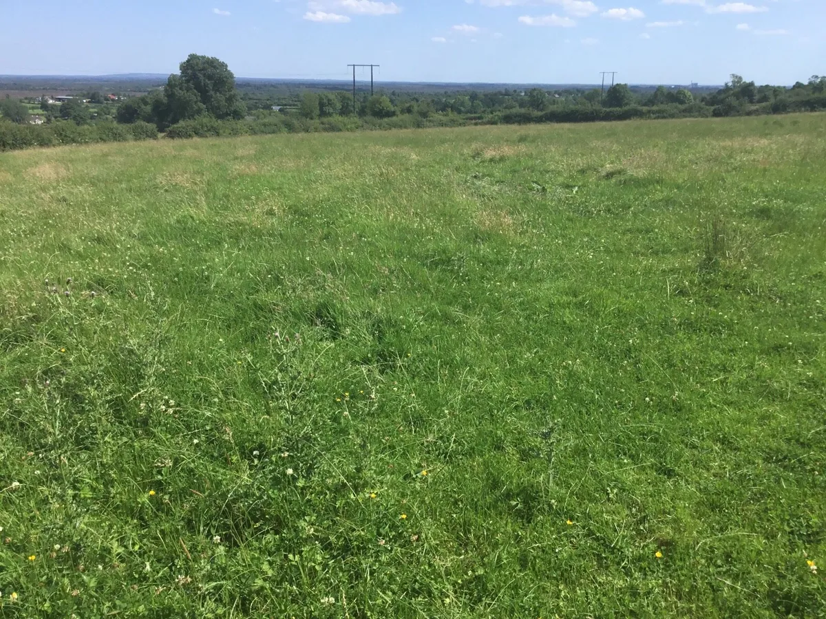 Meadow - Image 2