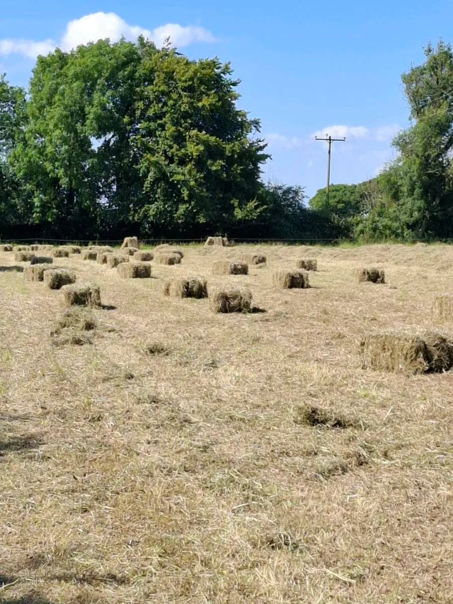 Small square bales of hay - Image 2