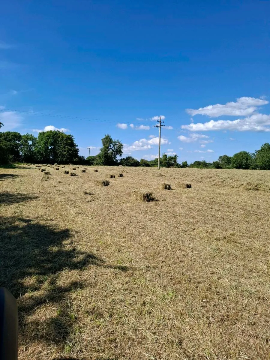 Small square bales of hay - Image 1