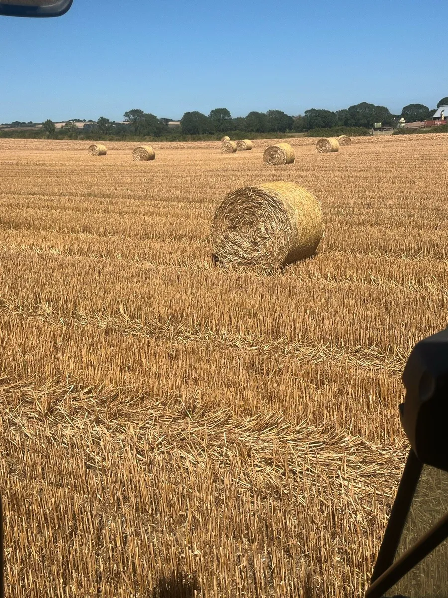 Winter oaten straw - Image 3