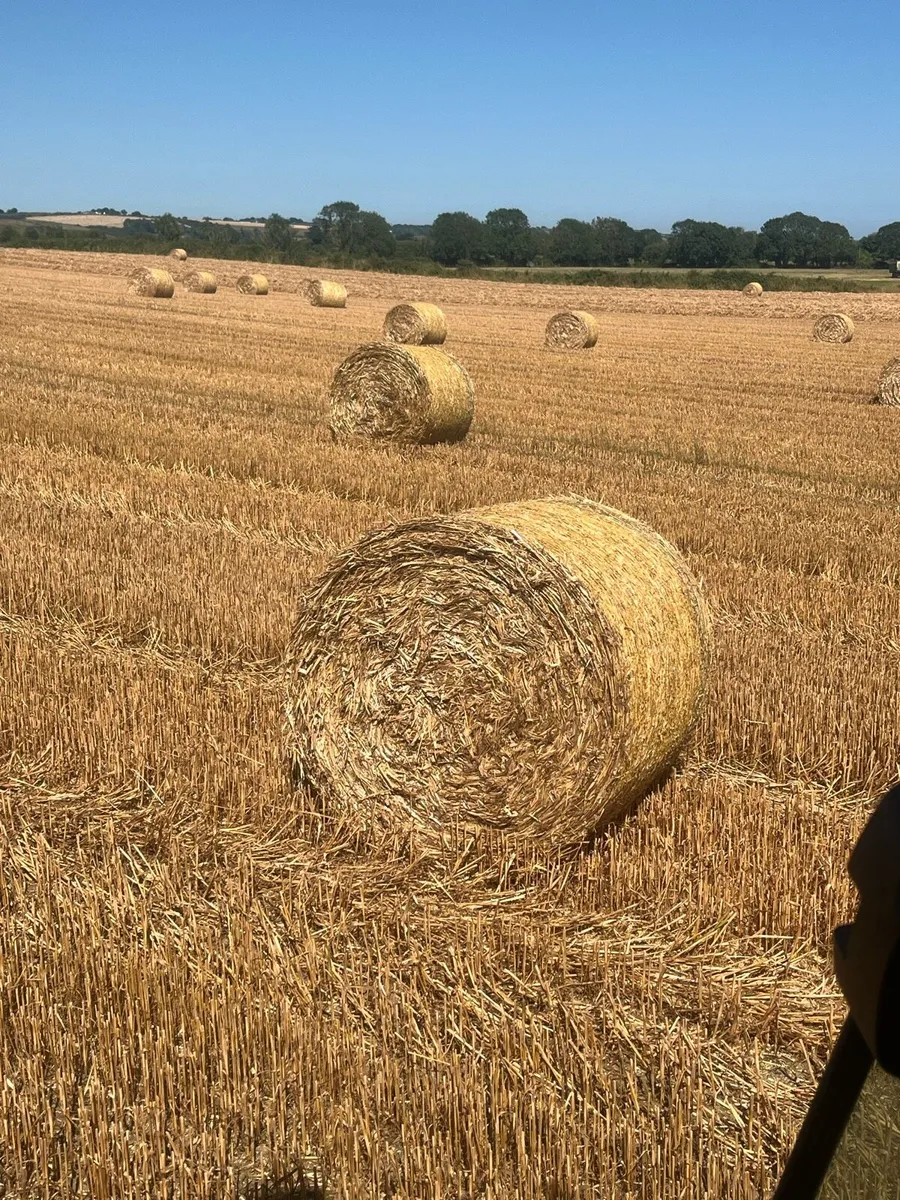 Winter oaten straw - Image 4